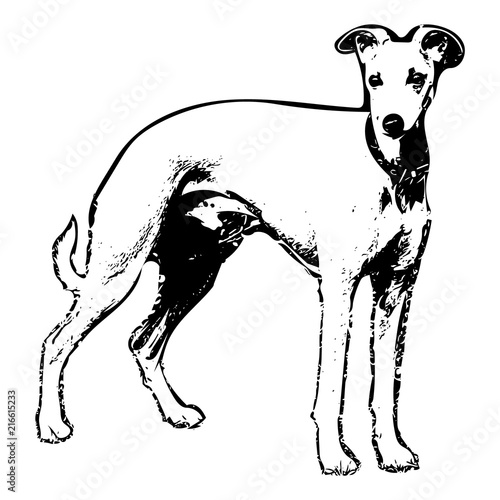 Whippet side-on in ink