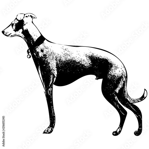 Whippet profile in ink