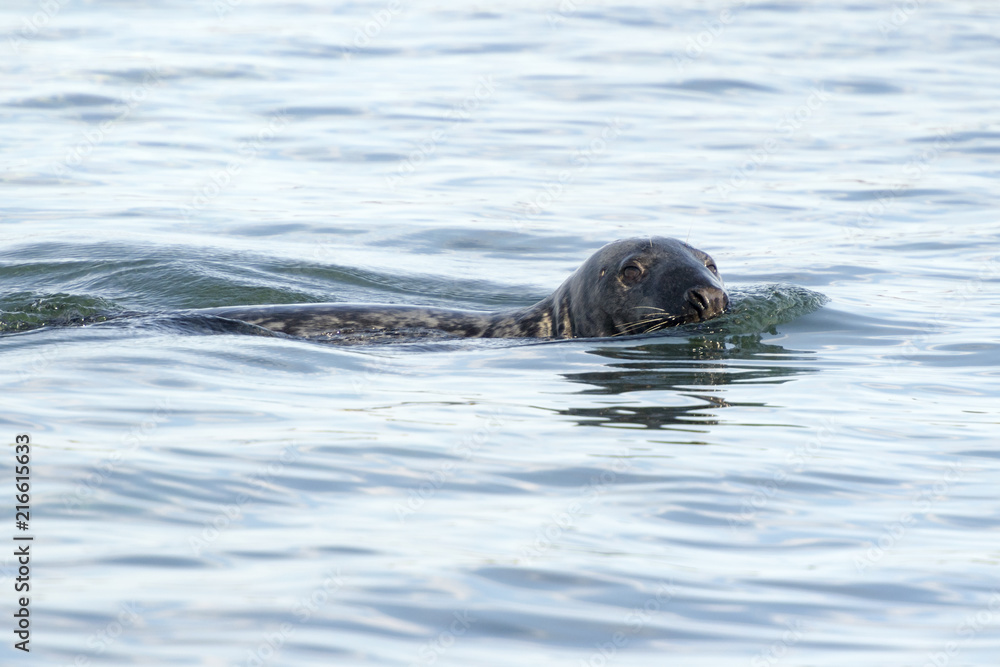Obraz premium Grey seal (Halichoerus grypus) swimming, Farne Islands, Seahouses, Northumberland, UK