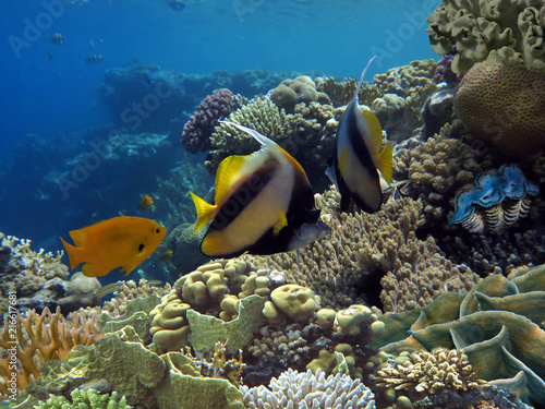 Photo of a coral colony and Bannerfish.