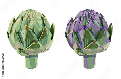 vector set of illustration green and violet vegetables artichoke on white background