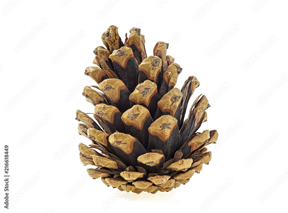 Pine cone on white background Pine cone on white background