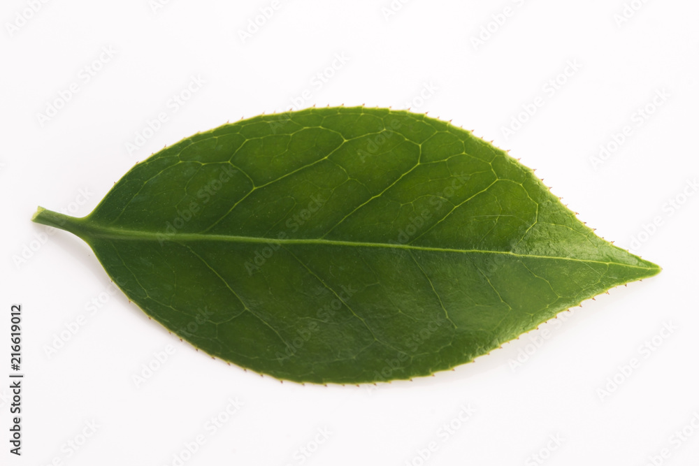 Obraz premium Fresh tea leaf isolated on the white background