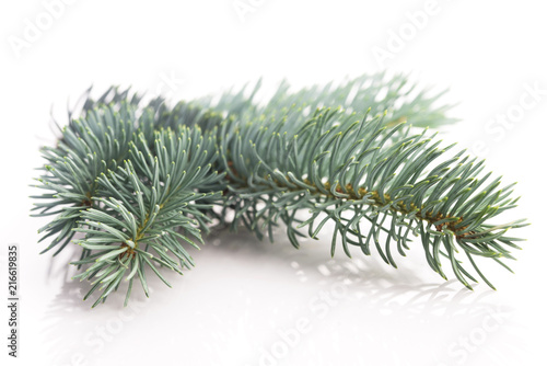 Blue spruce twig isolated on white  closeup view