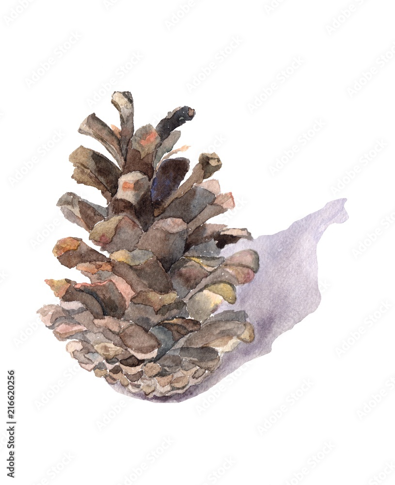 Pine cone mexican pinyon watercolor hand. Background for invitations, textile design, package, packaging paper, patterns, prints, postcards, wallpapers, New Year decor. Winter holidays design elements