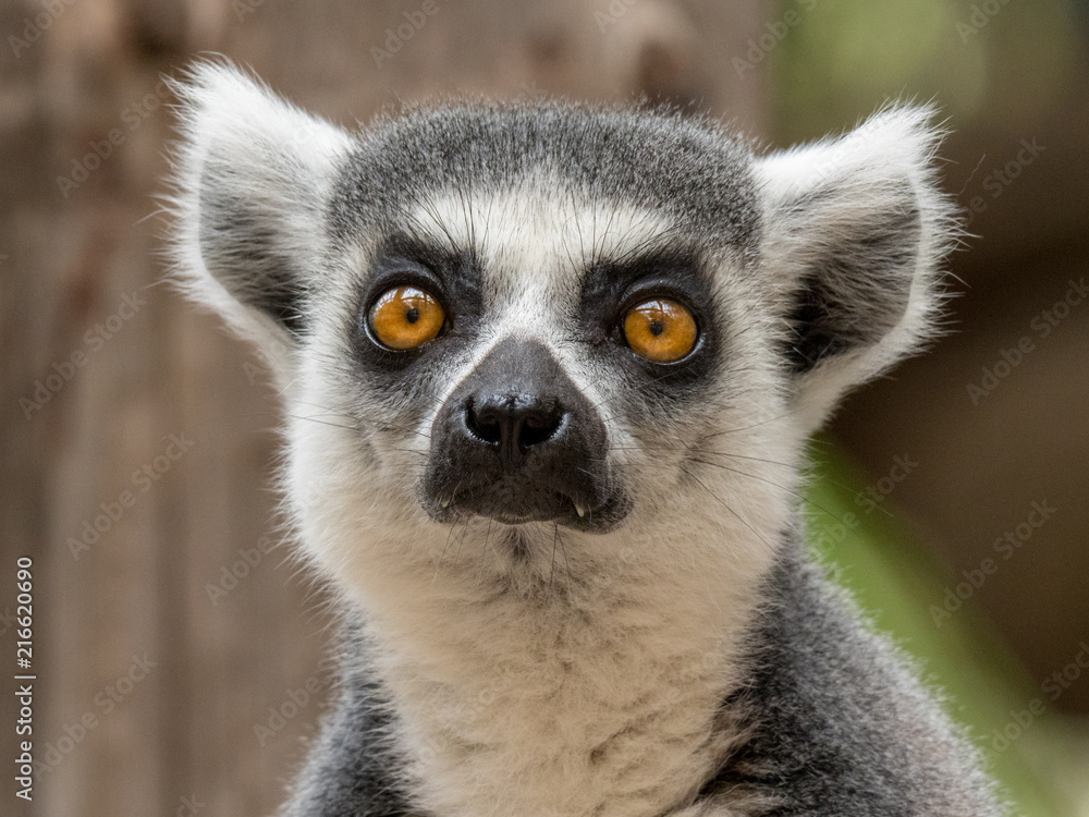 Fototapeta premium Ring-tailed lemur (Lemur catta)