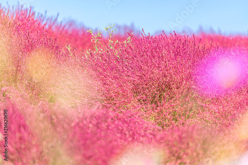 Kochia and cosmos filed Hitachi Ibaraki Japan