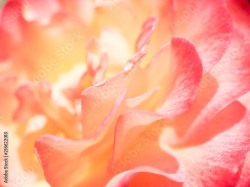 Abstract background of rose petals macro