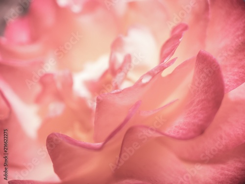 Abstract background of rose petals macro