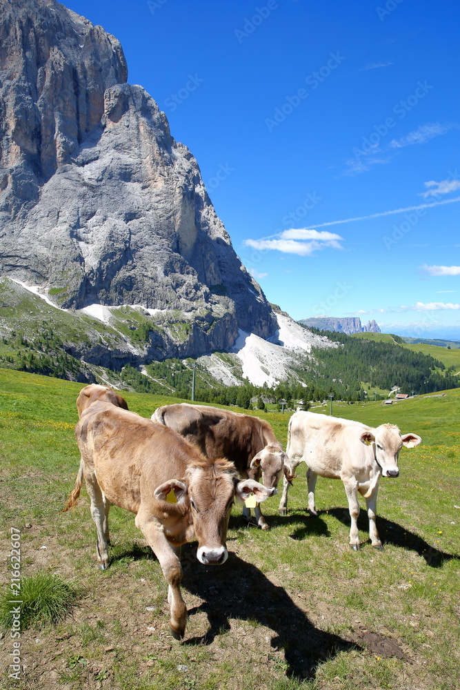 Cows in a meadow close to the top of Ciampinoi cable car above Selva, with Sassolungo mountain and the Chain of Sciliar in the background, Val Gardena, Dolomites, Italy