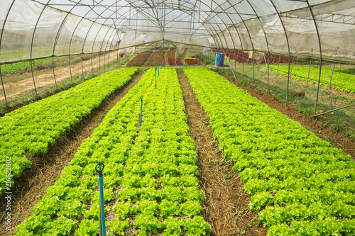 Organic salad in the field.