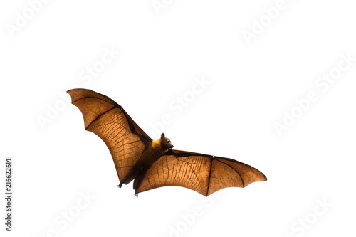 Flying bat (Lyle's flying fox) isolated on white background.