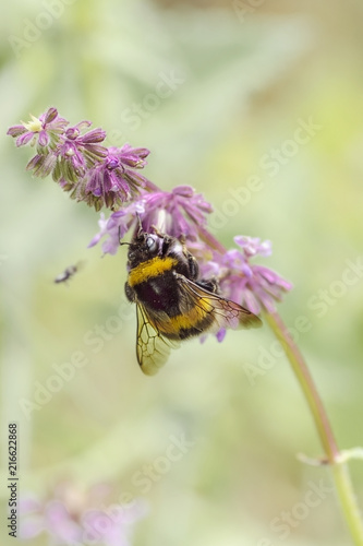 bumble collects the nectar on the flowers of the sage, salvia