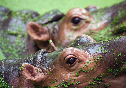 Fotografía The eyes of the hippopotamus in the lake.