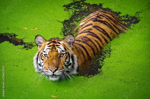 Fényképezés Asian tiger standing in water pond.