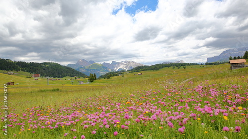Alpe de Siusi above Ortisei with colorful flowers in the foreground and Cir mountains in the background, Val Gardena, Dolomites, Italy