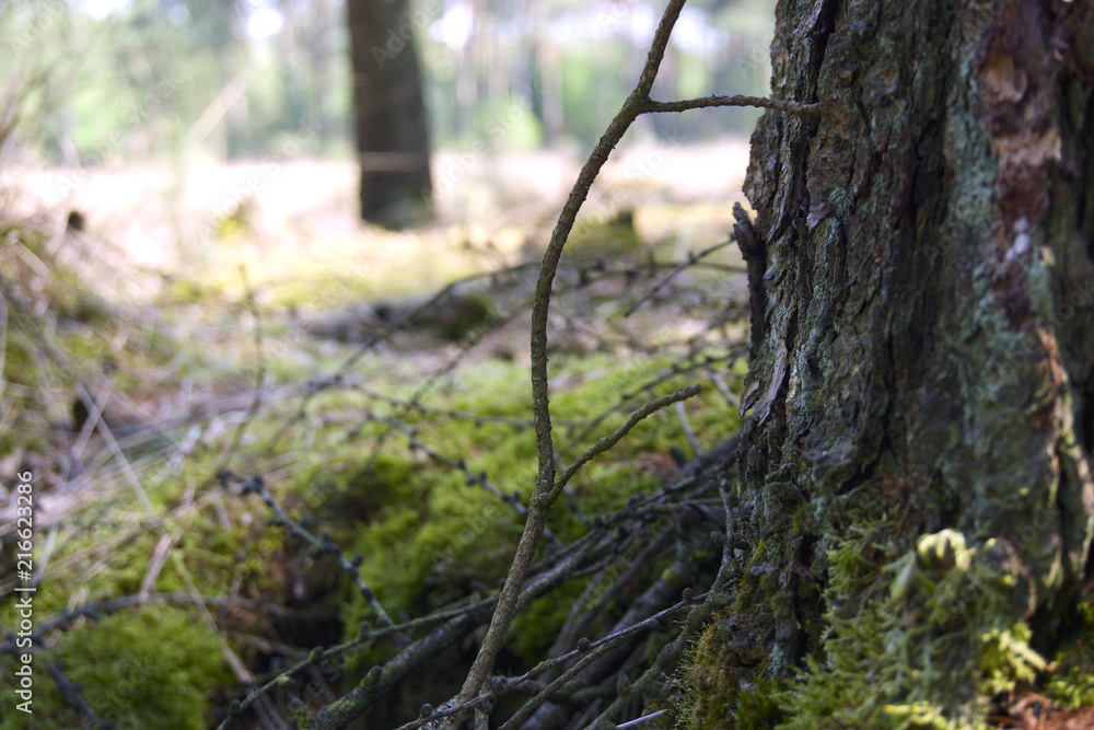 Baumstamm mit Zweig im Wald Baumstamm mit Zweig im Wald