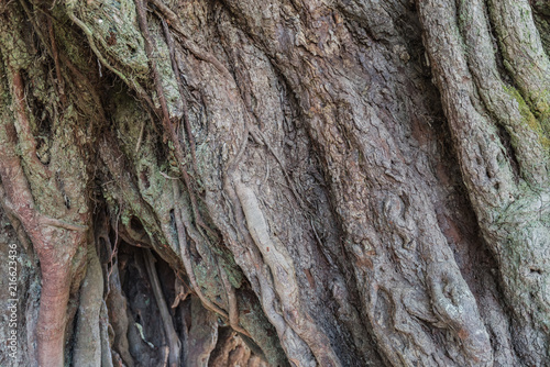 Huge banyan tree with roots