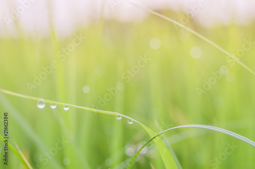 rice fram green background drop water and bamboo hut 