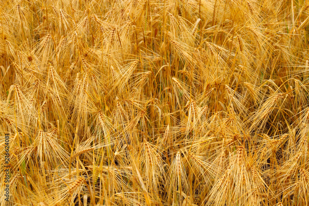 ripened wheat in summer ripened wheat in summer