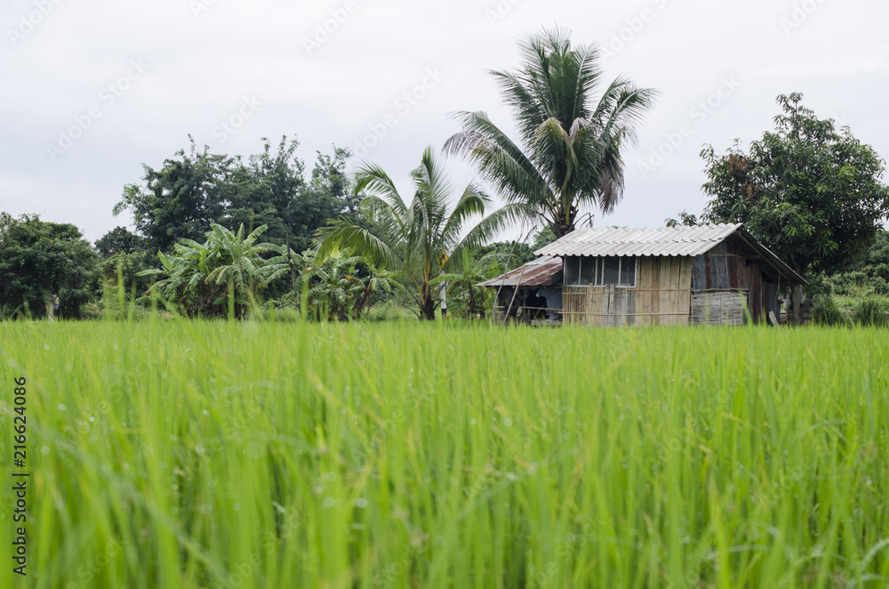 rice fram green background drop water and bamboo hut
rice fram green background drop water and bamboo hut