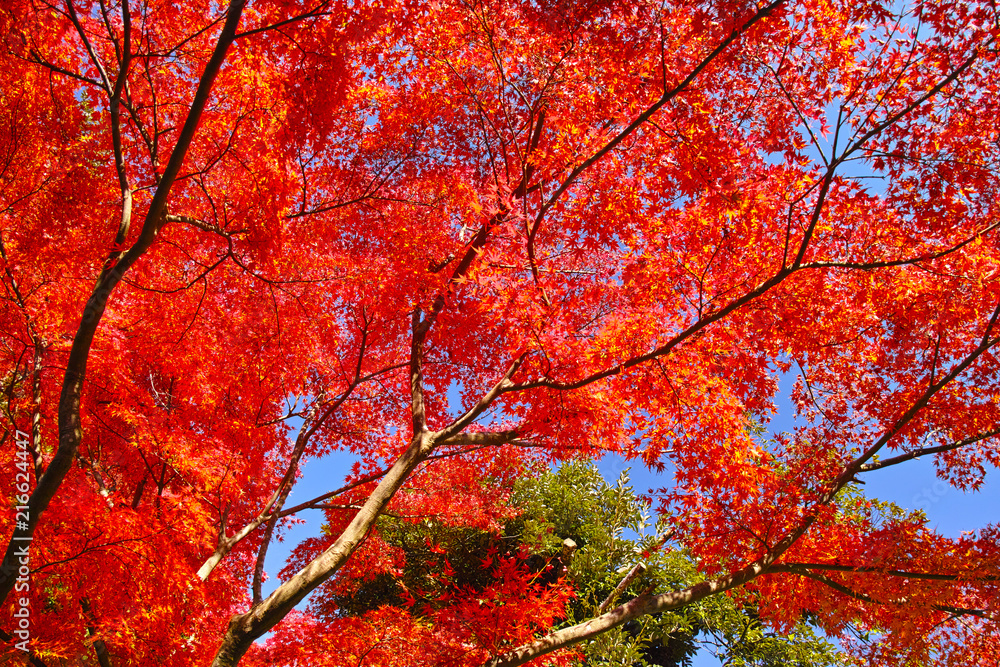 紅葉シーズンの鎌倉、紅葉の森

