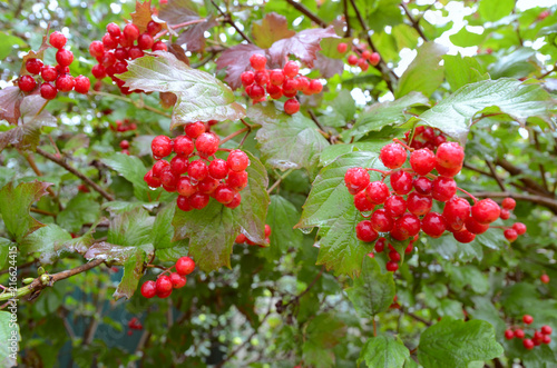Bunches of red viburnum berries with raindrops at the end of summer season. Autumn Guelder rose with green leaves at Autumn. Seasonal fall harvest background and medicinal plant concept...