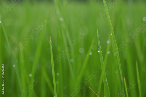 rice fram green background drop water and bamboo hut 