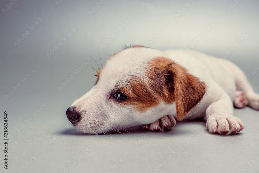 Jack Russell Terrier puppy lying down