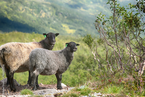 Two sheeps standing on the rock in the mountains 