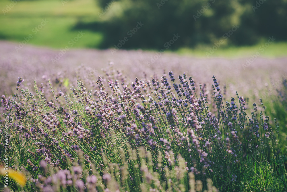 Naklejka premium Lavender field in summer. Ukraine sunny day