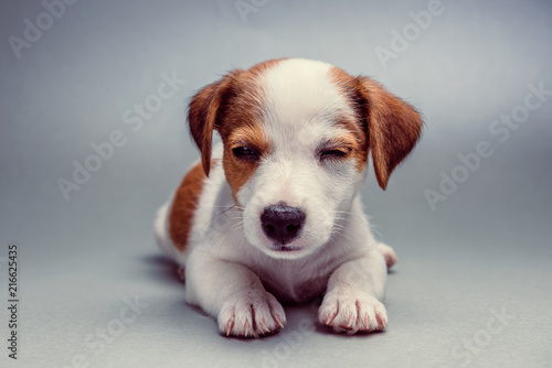 Jack Russell Terrier puppy lying down