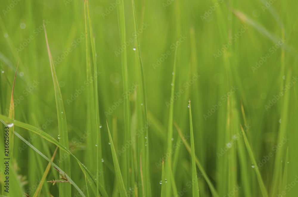 rice fram green background drop water and bamboo hut
