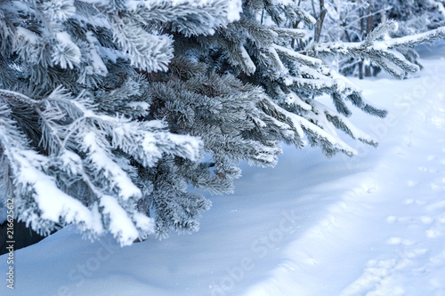 close up fir tree branches covered with snow in a winter forest © dvulikaia