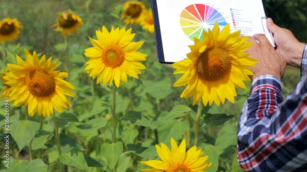 Farmer on a sunflower field with graphs and diagrams Farmer on a sunflower field with graphs and diagrams