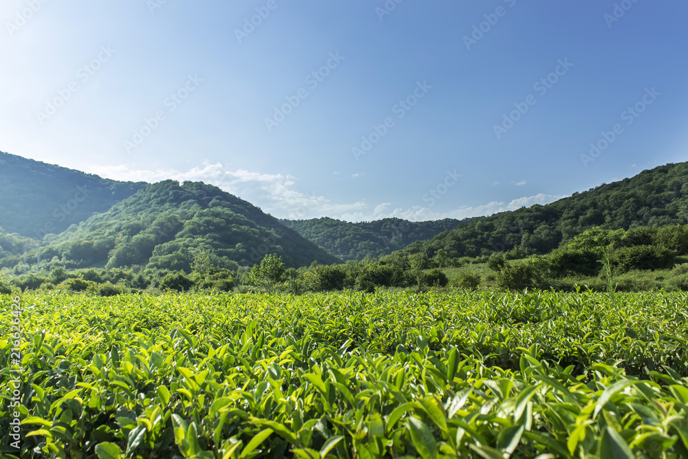 Green tea leaves grow in the mountains.