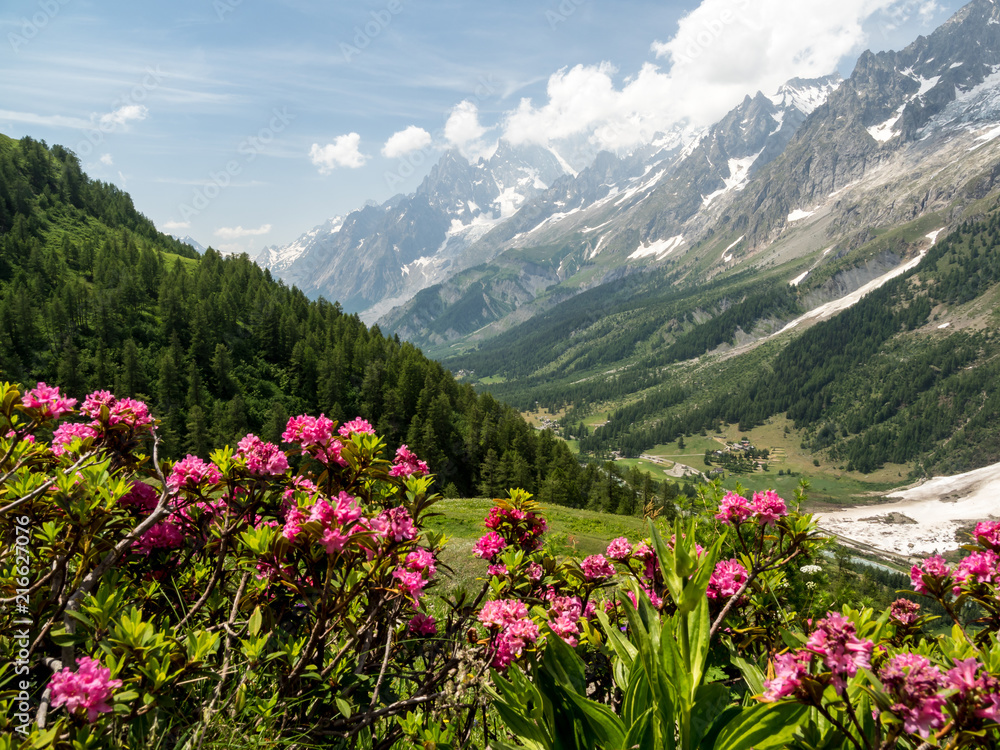 Alpine Summer Alpine Summer
