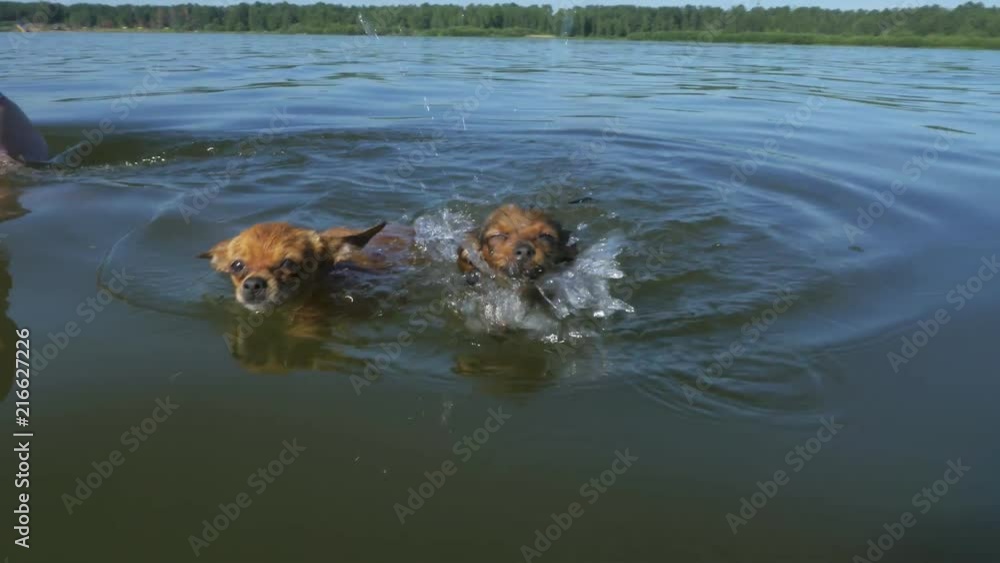 Dogs swimming in water. Small Toy Terriers male dog swimming in a pool. Dogs swimming in water. Small Toy Terriers male dog swimming in a pool.