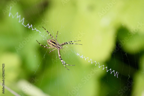 spider in the grass