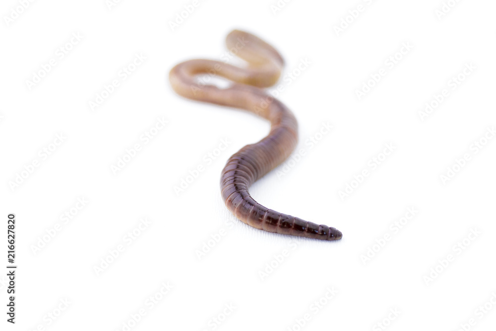 Earthworm with Focus on Pointy End on White Background Version 2 Earthworm with Focus on Pointy End on White Background Version 2