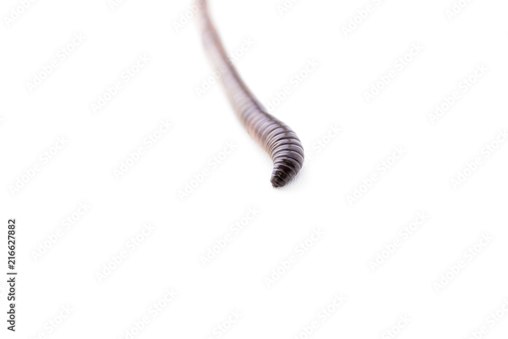 Earthworm Macro Shot Isolated on White Background Earthworm Macro Shot Isolated on White Background