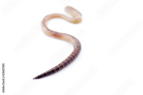 Close Up of Pointy End of an Earthworm on White Version 2