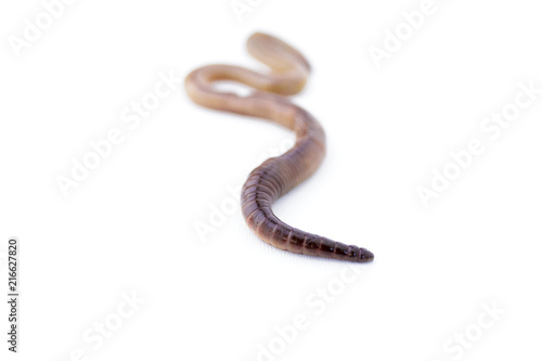 Earthworm with Focus on Pointy End on White Background Version 2