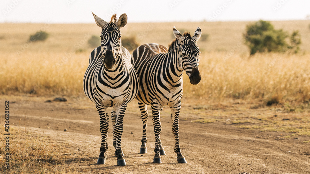 Naklejka premium zebra in the savannah