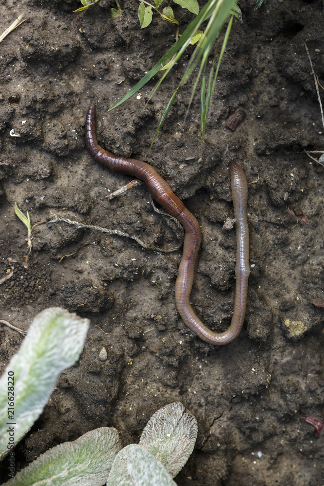 Overhead View of Earthworm on Garden Soil Version 2 Overhead View of Earthworm on Garden Soil Version 2