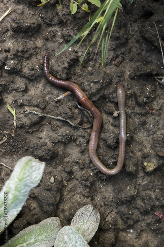 Overhead View of Earthworm on Garden Soil Version 2