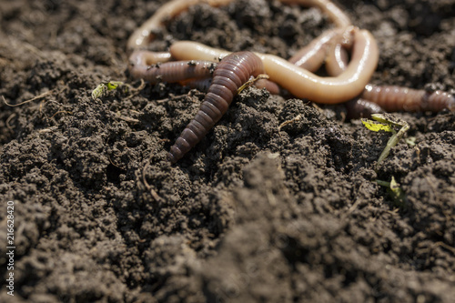 Macro Photo of Earthworms On Soil Version 2 © photographyfirm