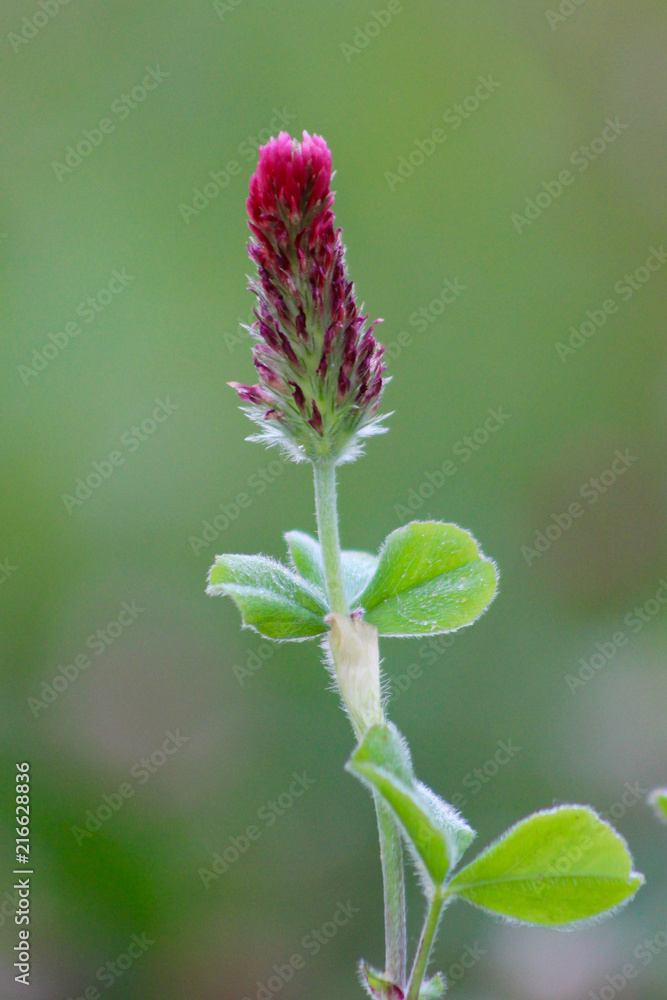beautiful field flower beautiful field flower
