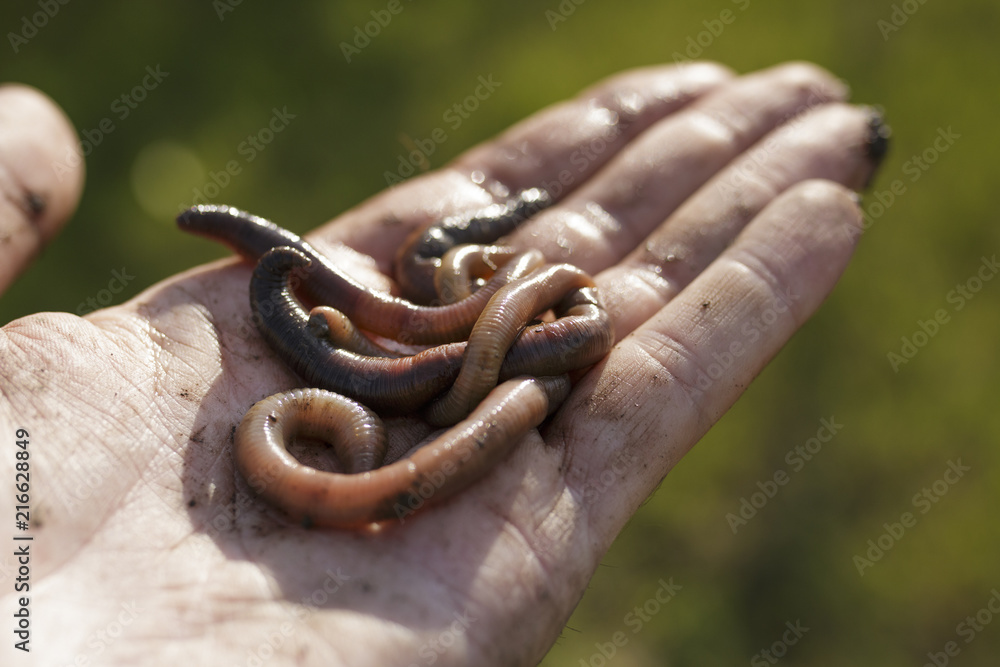 Fototapeta premium Close Up Of Earthworms on Hand Version 2