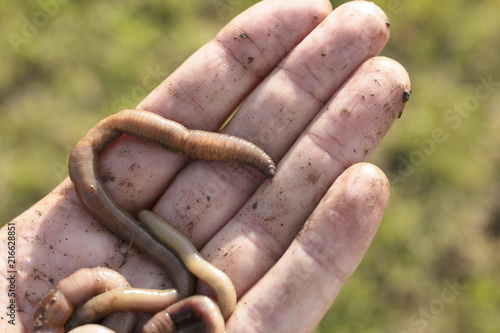 Earthworms on Hand Close Up Shot Version 2